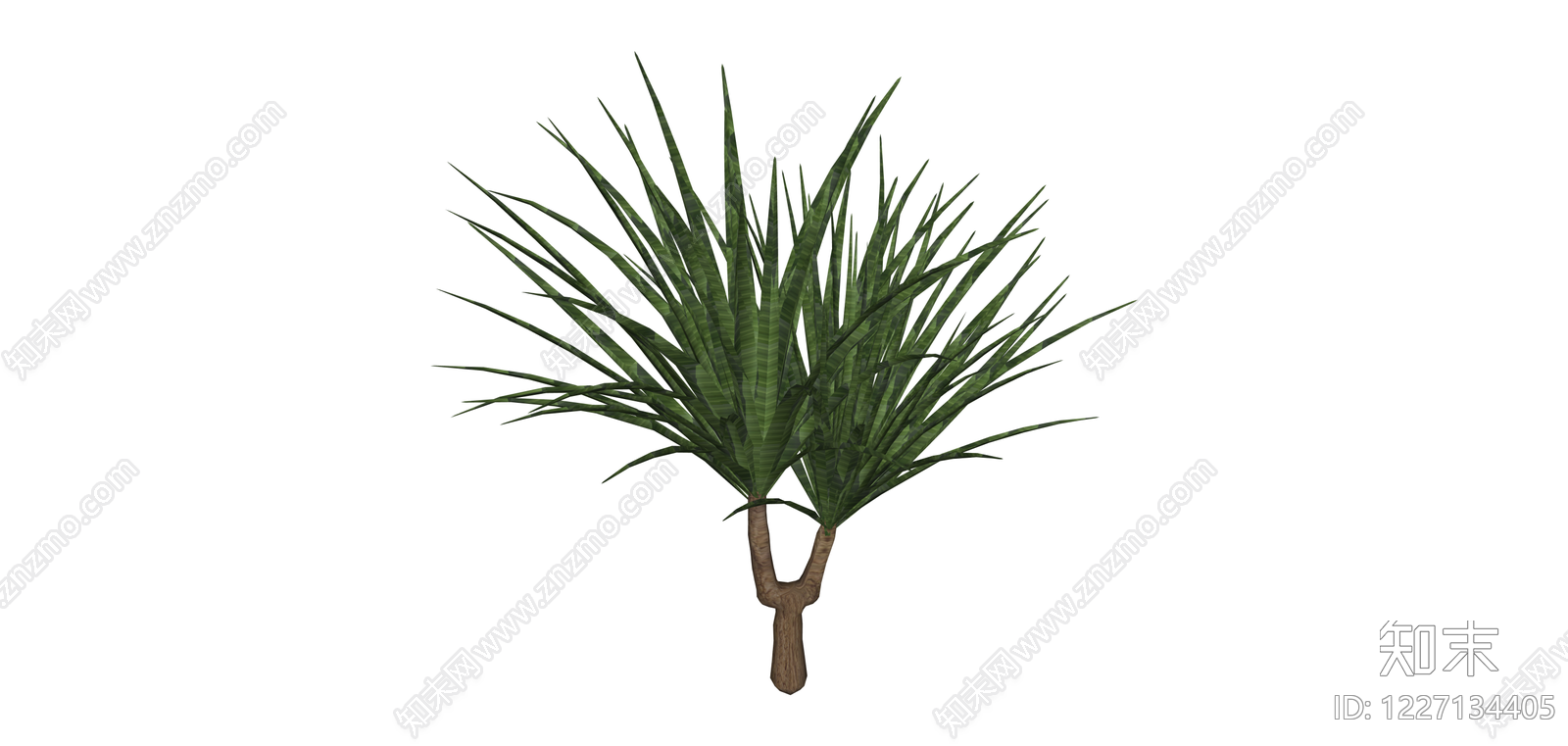 分叉造型龙血树SU模型下载【ID:1227134405】
