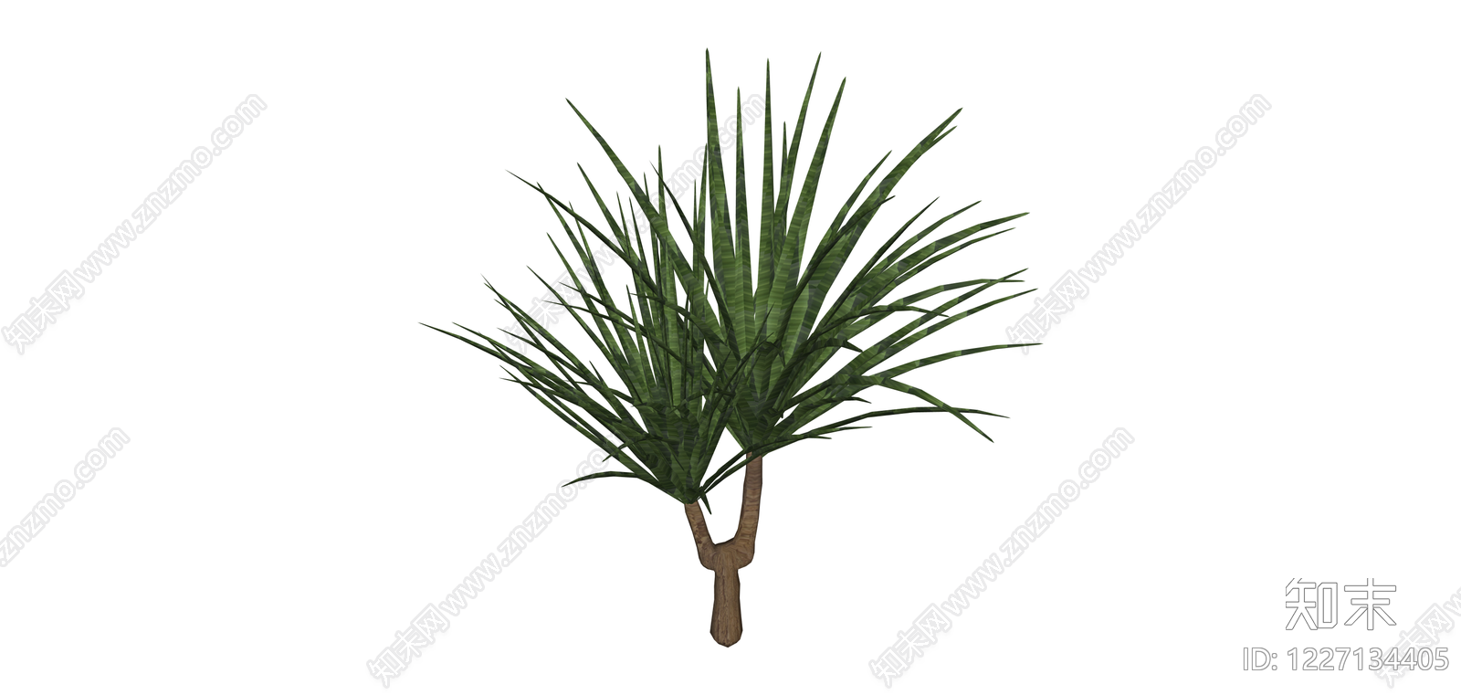 分叉造型龙血树SU模型下载【ID:1227134405】