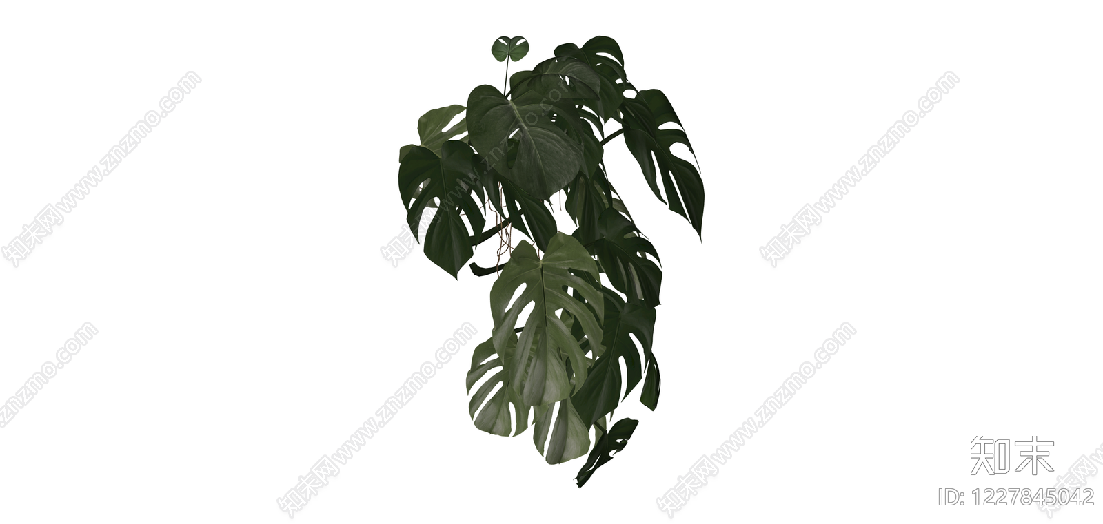 龟背竹盆栽绿植SU模型下载【ID:1227845042】