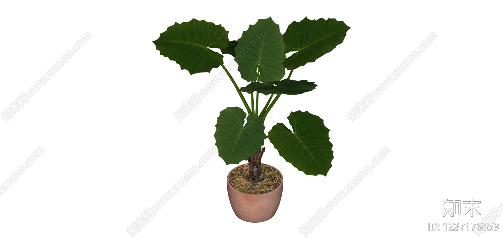 带盆海芋绿植SU模型下载【ID:1227176859】