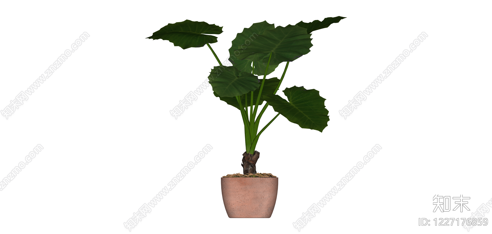 带盆海芋绿植SU模型下载【ID:1227176859】
