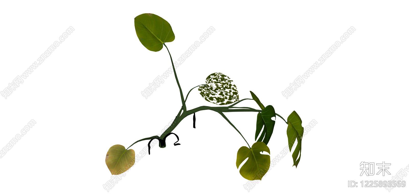 龟背竹绿植模型SU模型下载【ID:1225893569】