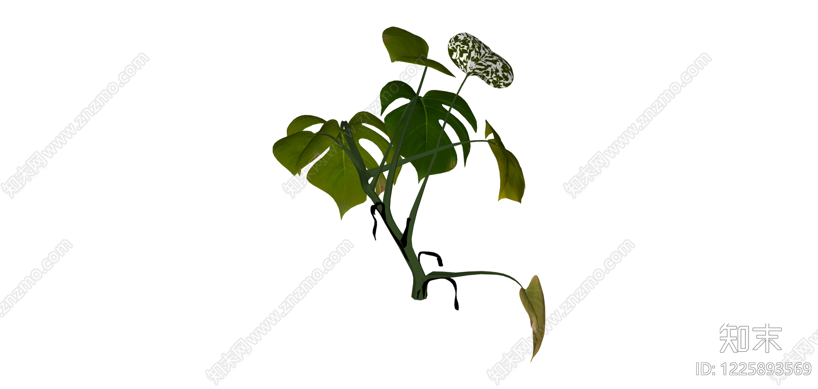 龟背竹绿植模型SU模型下载【ID:1225893569】