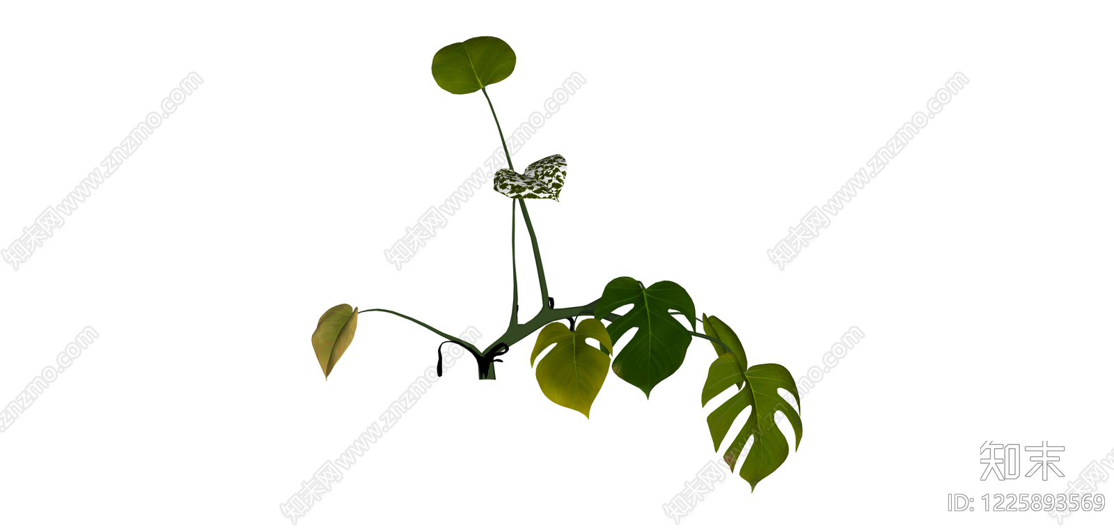 龟背竹绿植模型SU模型下载【ID:1225893569】