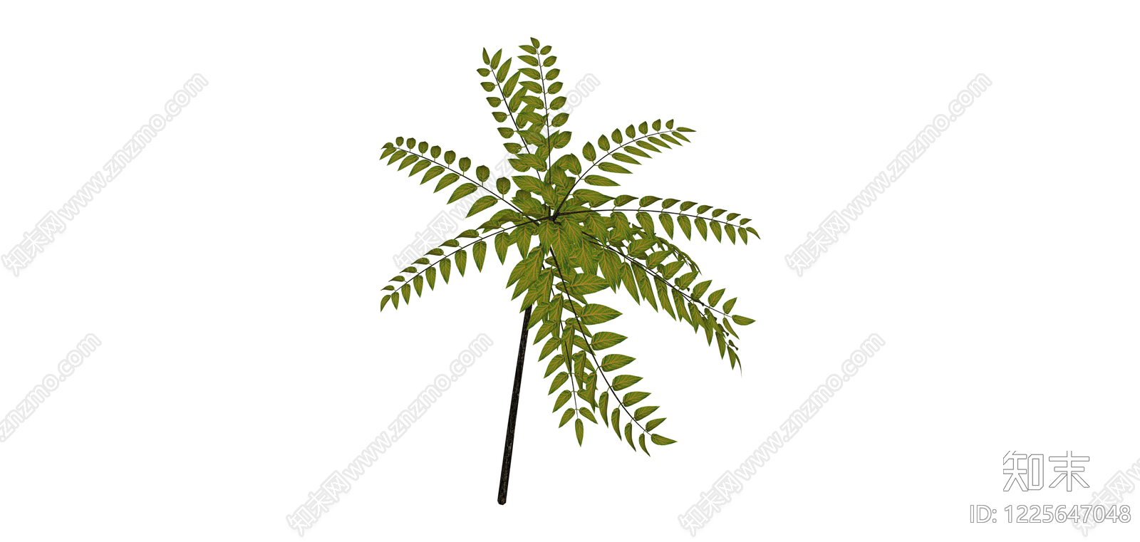 独立绿色蕨类植物SU模型下载【ID:1225647048】