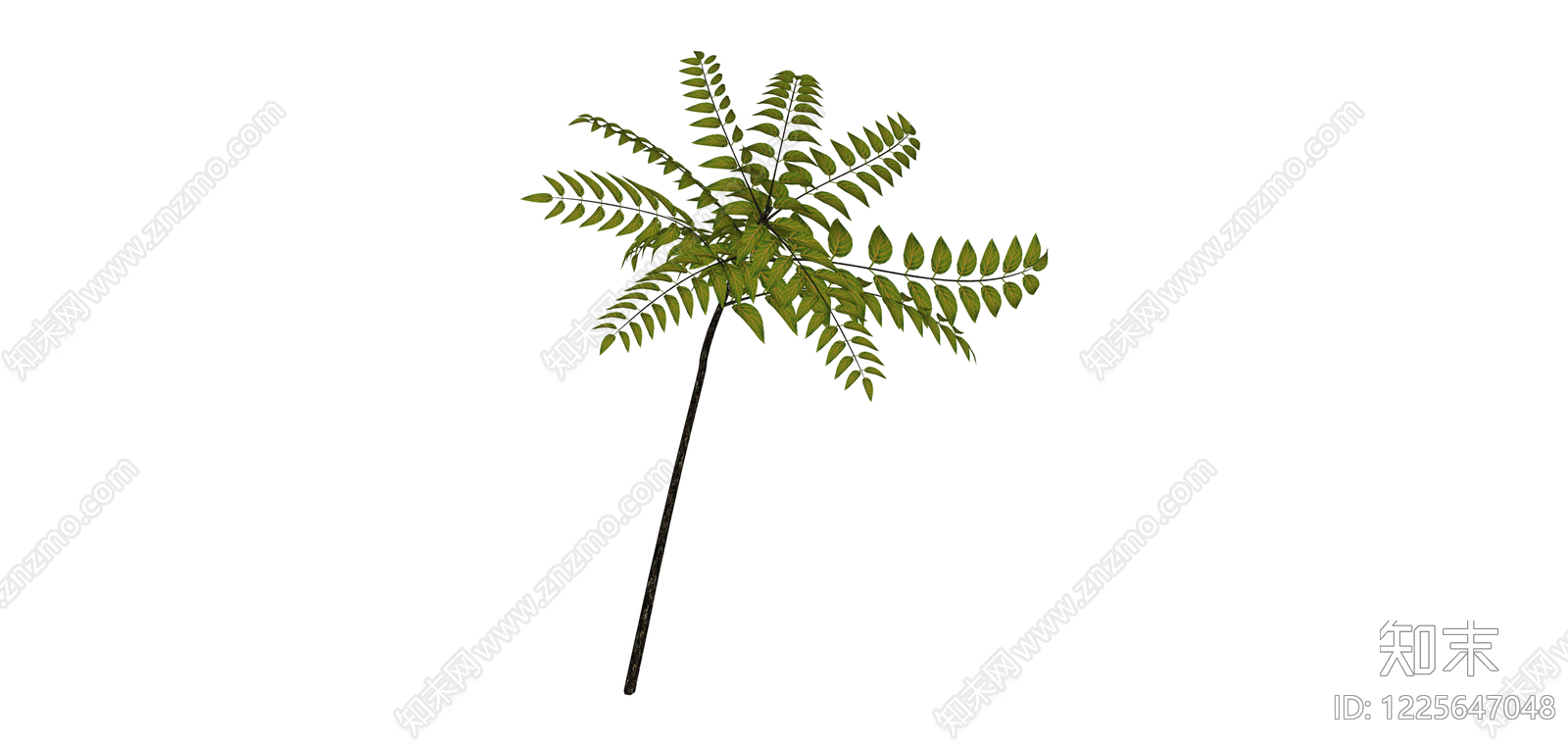 独立绿色蕨类植物SU模型下载【ID:1225647048】