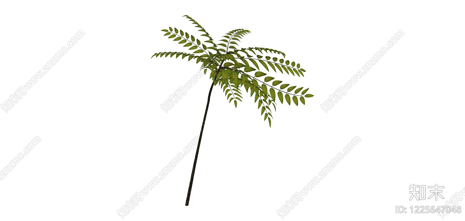 独立绿色蕨类植物SU模型下载【ID:1225647048】