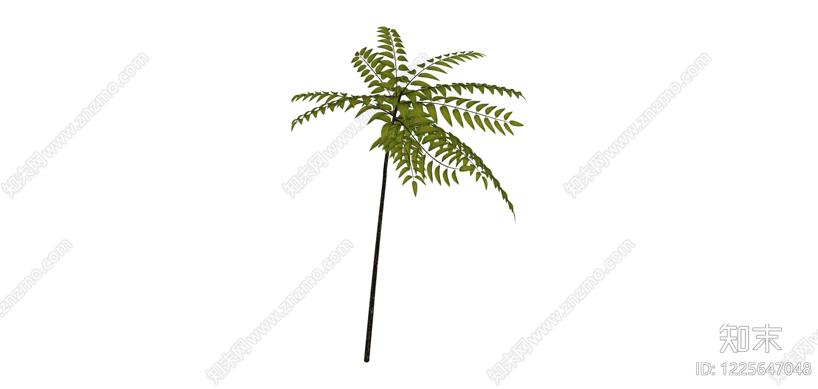 独立绿色蕨类植物SU模型下载【ID:1225647048】
