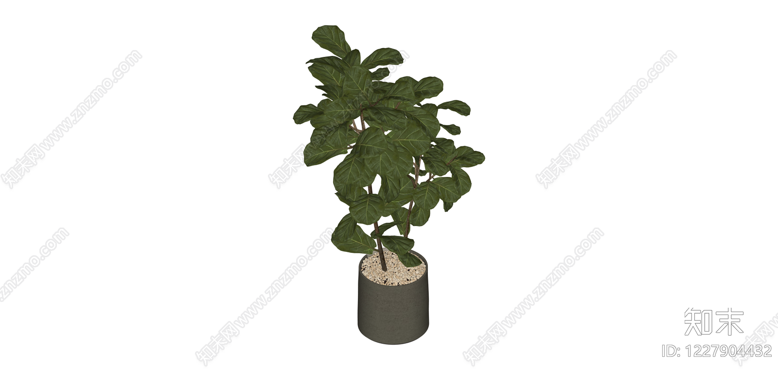 带盆琴叶榕盆栽SU模型下载【ID:1227904432】