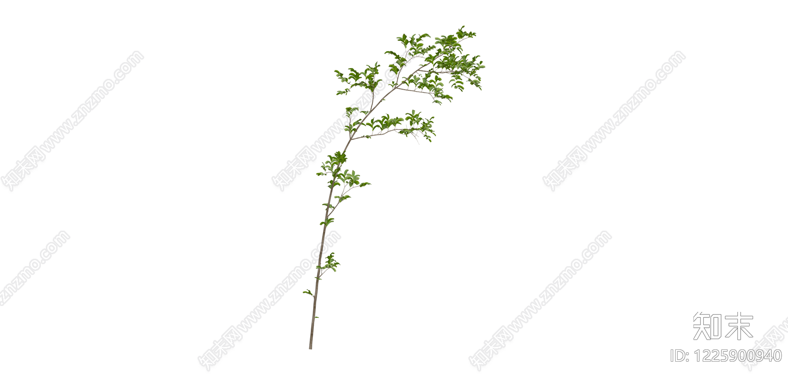 带枝叶植物枝条SU模型下载【ID:1225900940】