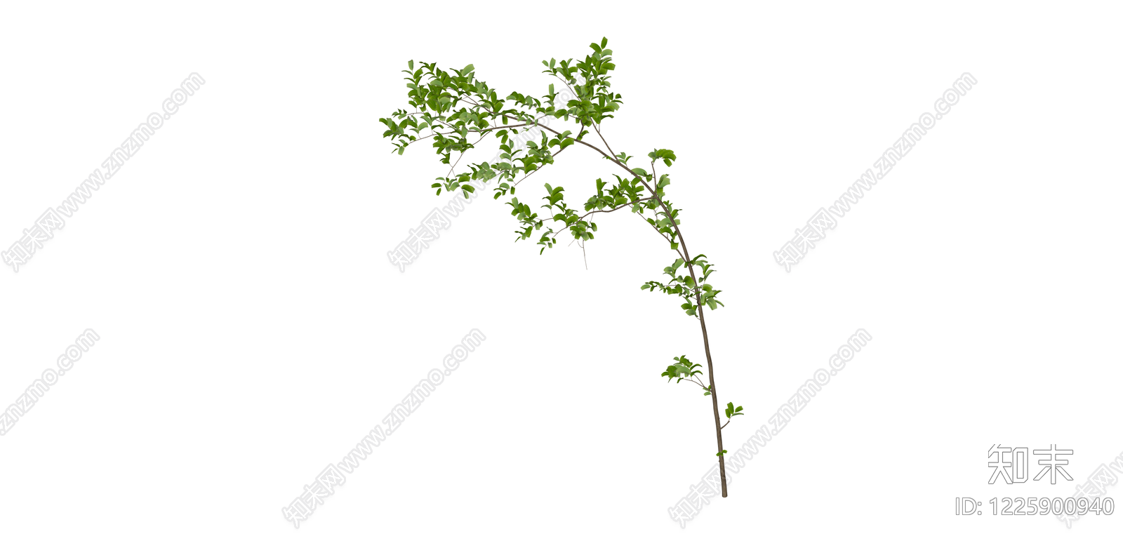 带枝叶植物枝条SU模型下载【ID:1225900940】