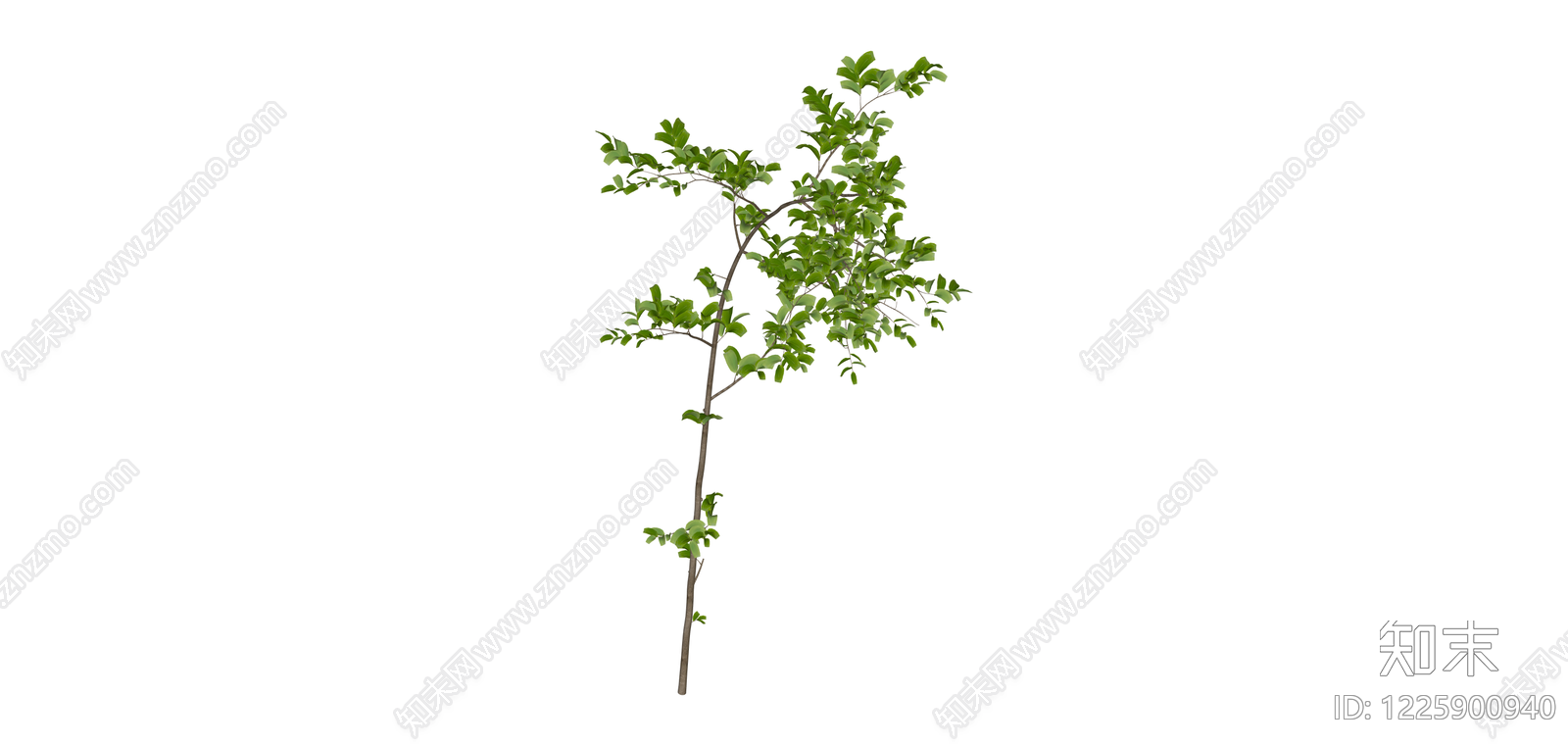 带枝叶植物枝条SU模型下载【ID:1225900940】