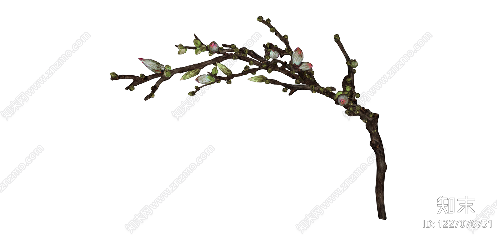 带花苞树枝模型SU模型下载【ID:1227076751】