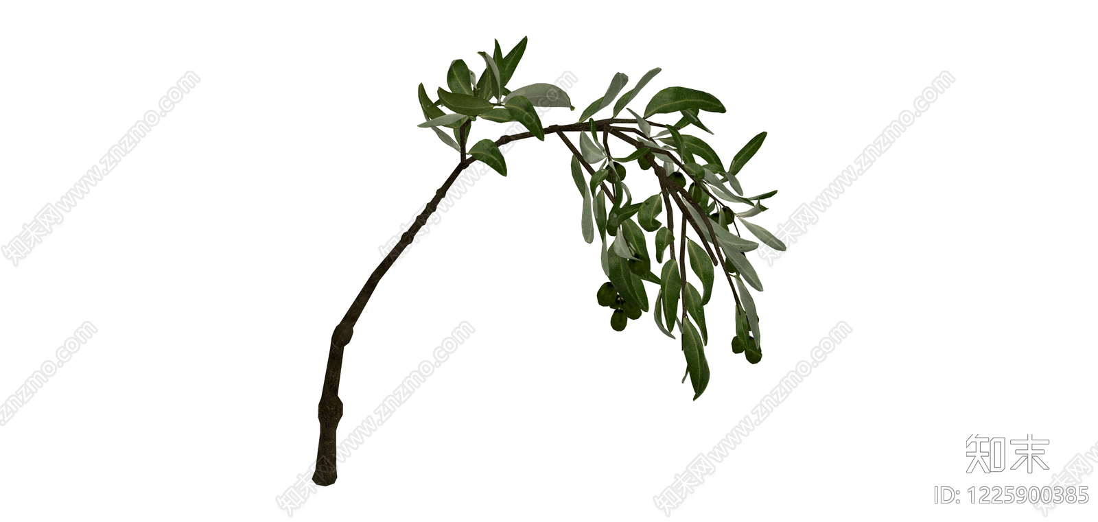 橄榄枝带果植物组件SU模型下载【ID:1225900385】