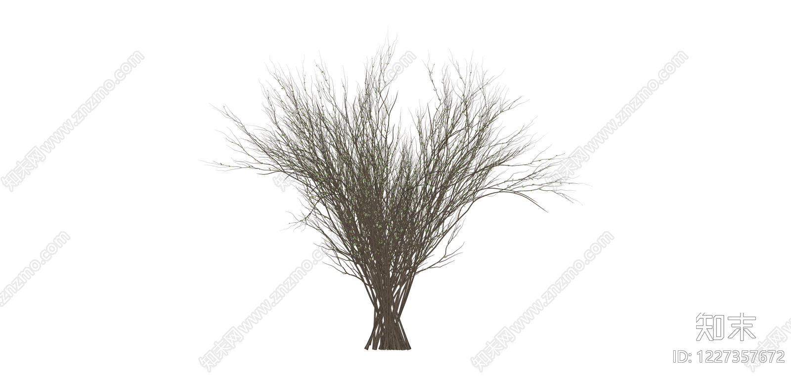 无叶灌木丛植物SU模型下载【ID:1227357672】