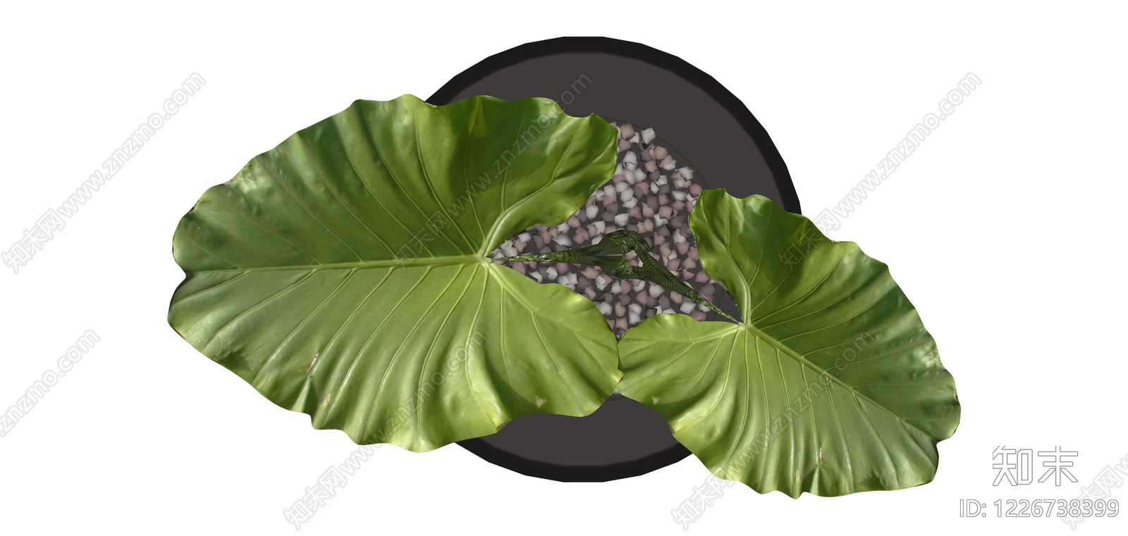 带盆海芋绿植盆栽SU模型下载【ID:1226738399】