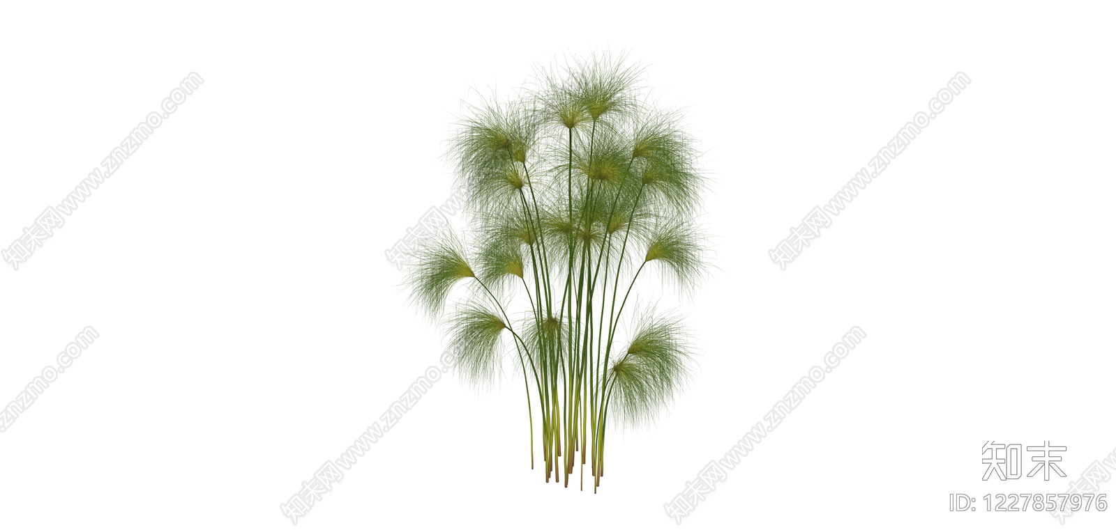仿真纸莎草植物SU模型下载【ID:1227857976】
