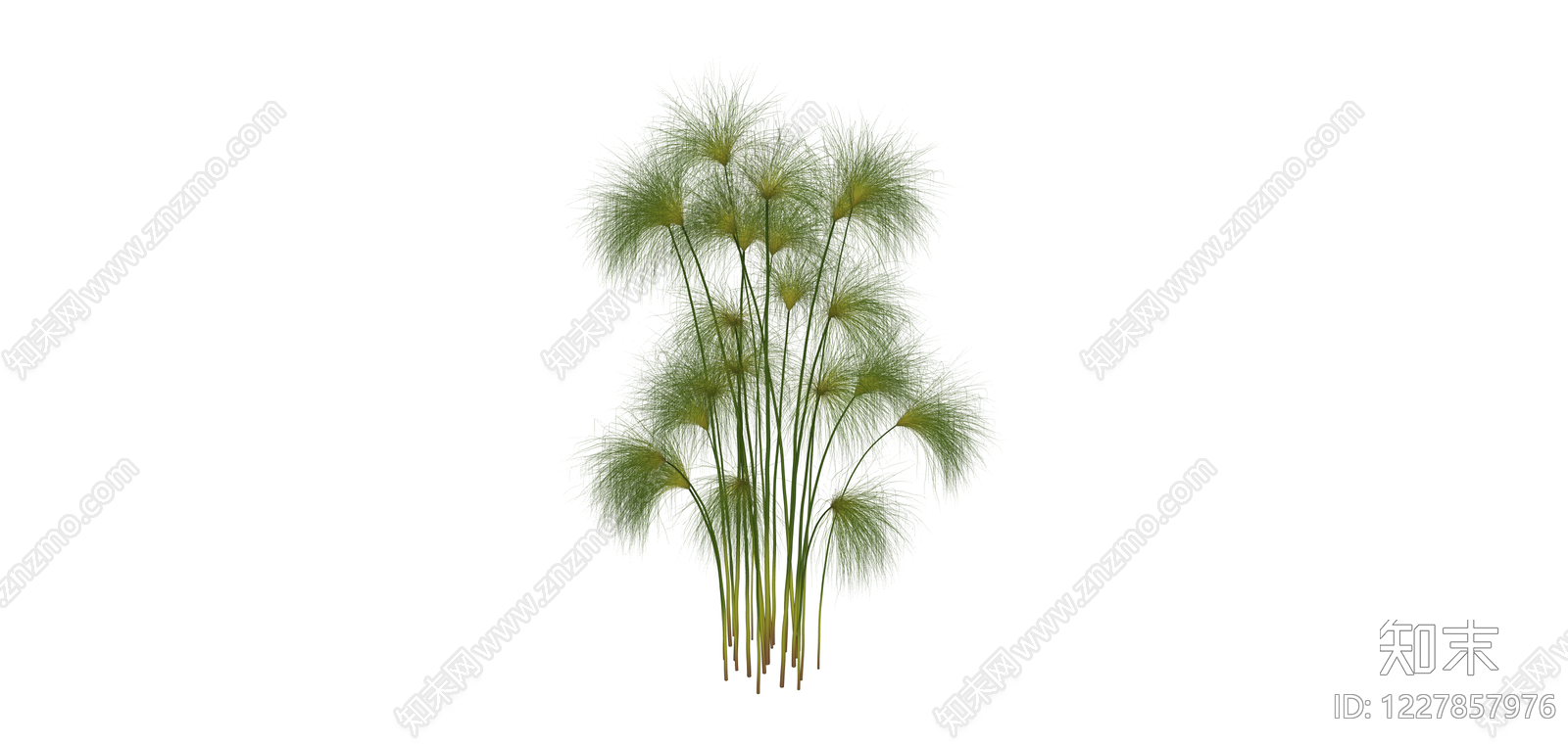 仿真纸莎草植物SU模型下载【ID:1227857976】