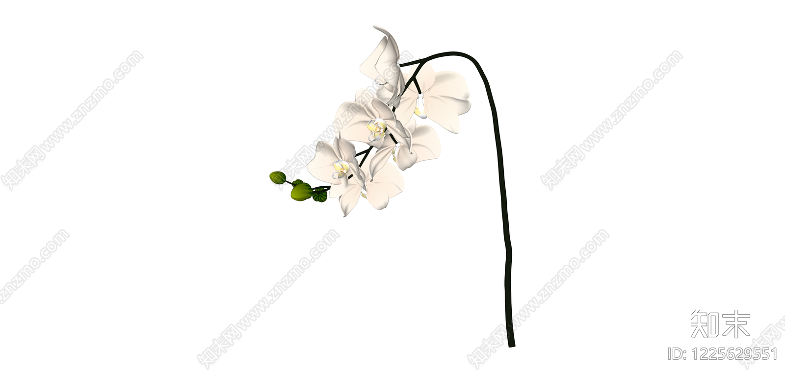 白色蝴蝶兰盆栽SU模型下载【ID:1225629551】