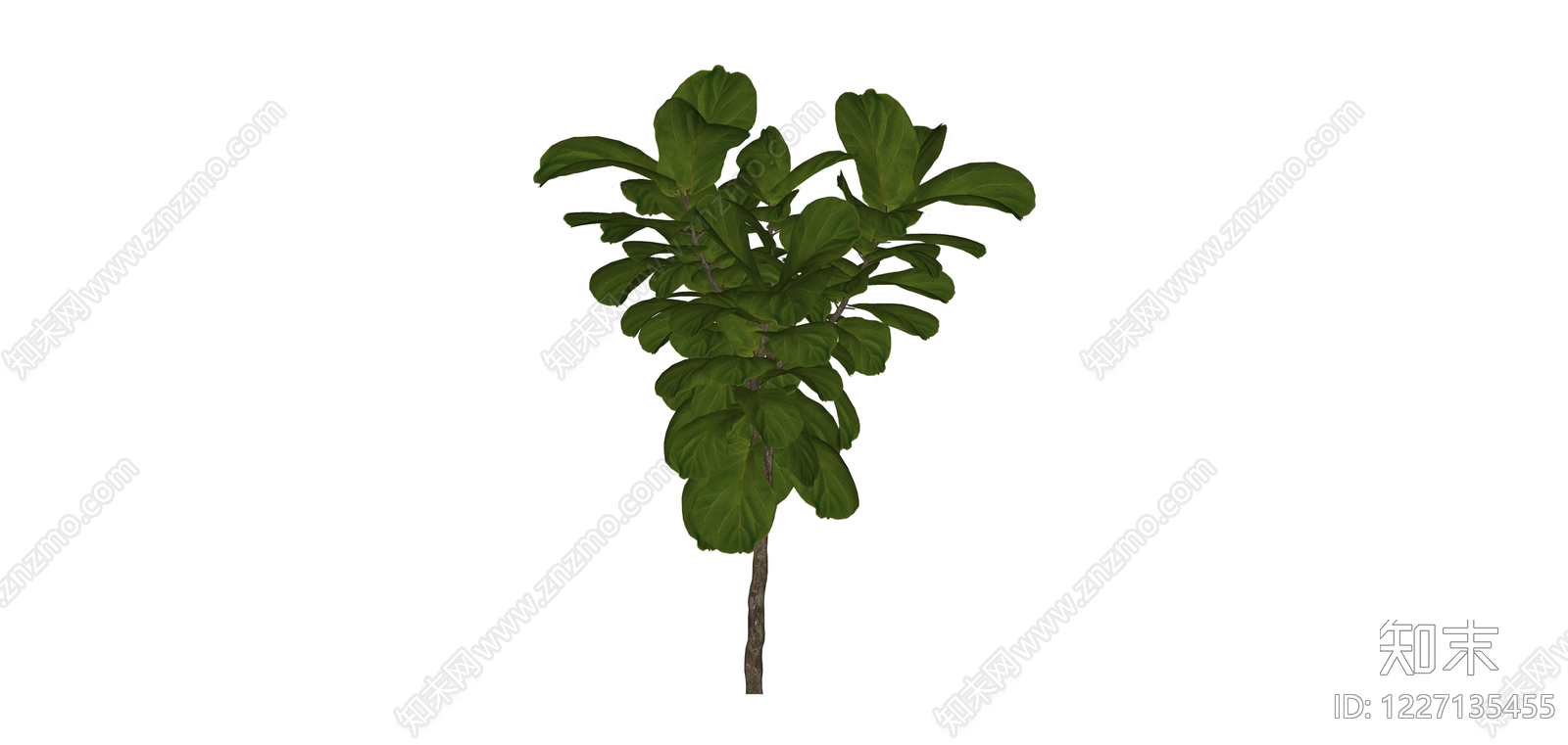 单株琴叶榕盆栽SU模型下载【ID:1227135455】