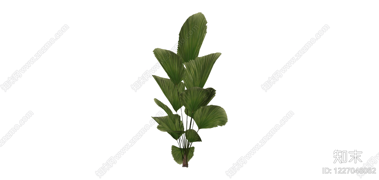 散尾葵绿植模型SU模型下载【ID:1227048082】