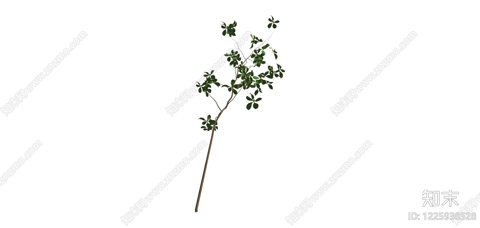 单株带叶小树模型SU模型下载【ID:1225938528】