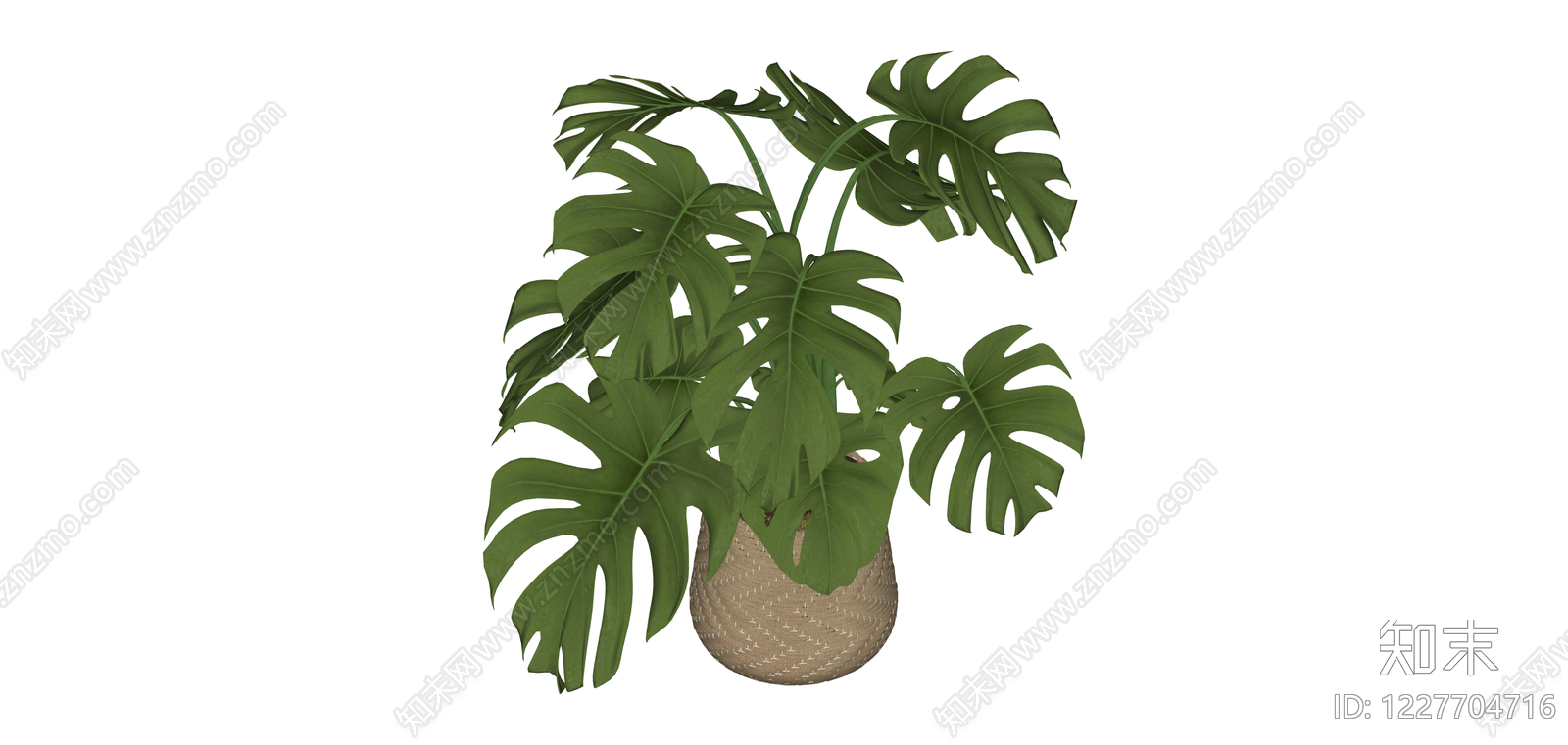 盆栽龟背竹绿植SU模型下载【ID:1227704716】