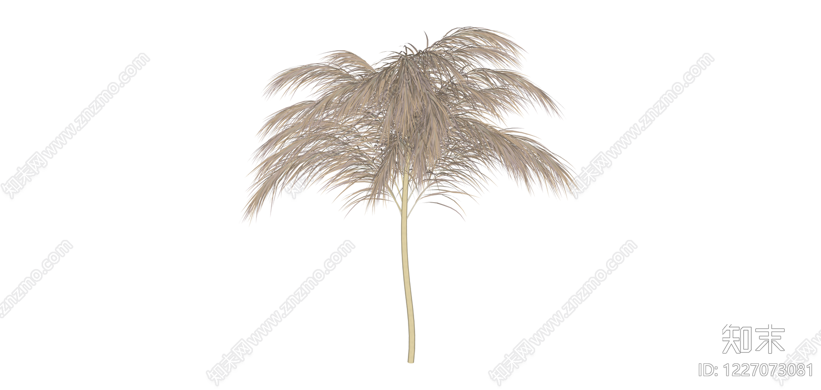 芦苇/蒲苇植物组件SU模型下载【ID:1227073081】
