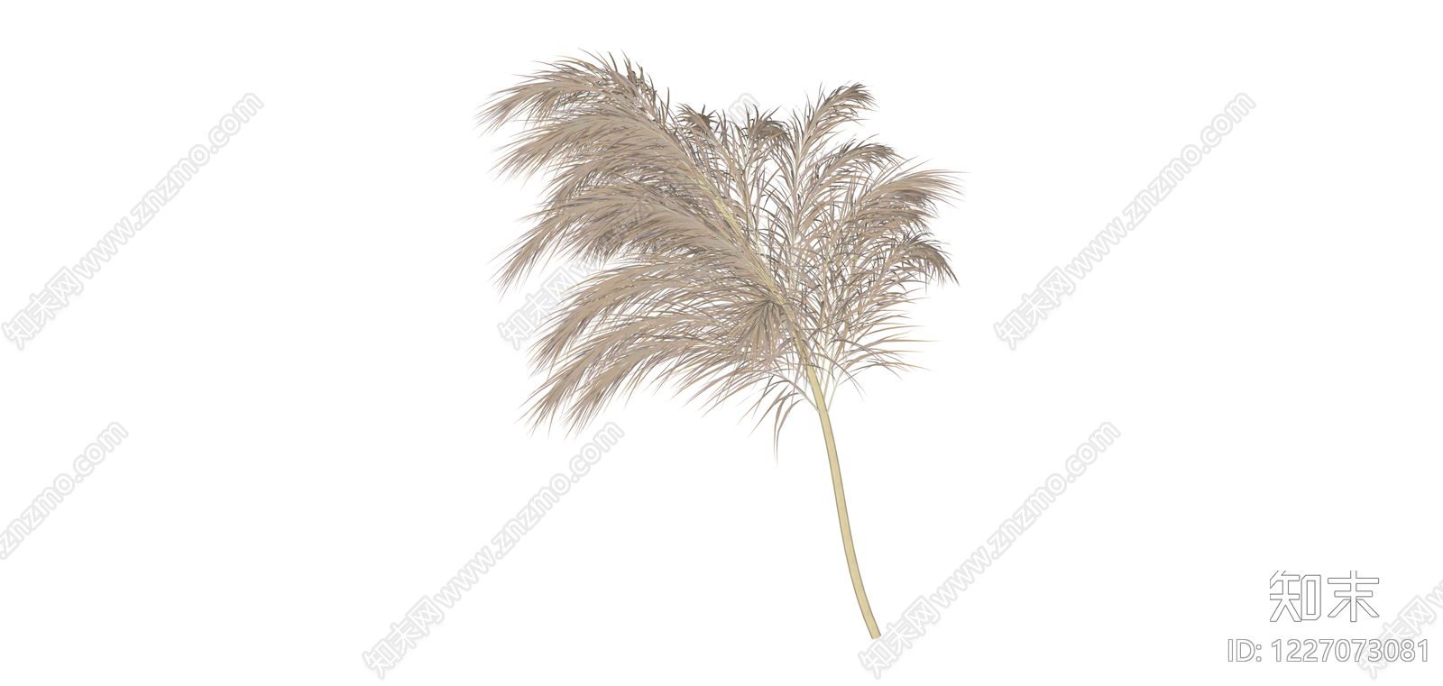 芦苇/蒲苇植物组件SU模型下载【ID:1227073081】