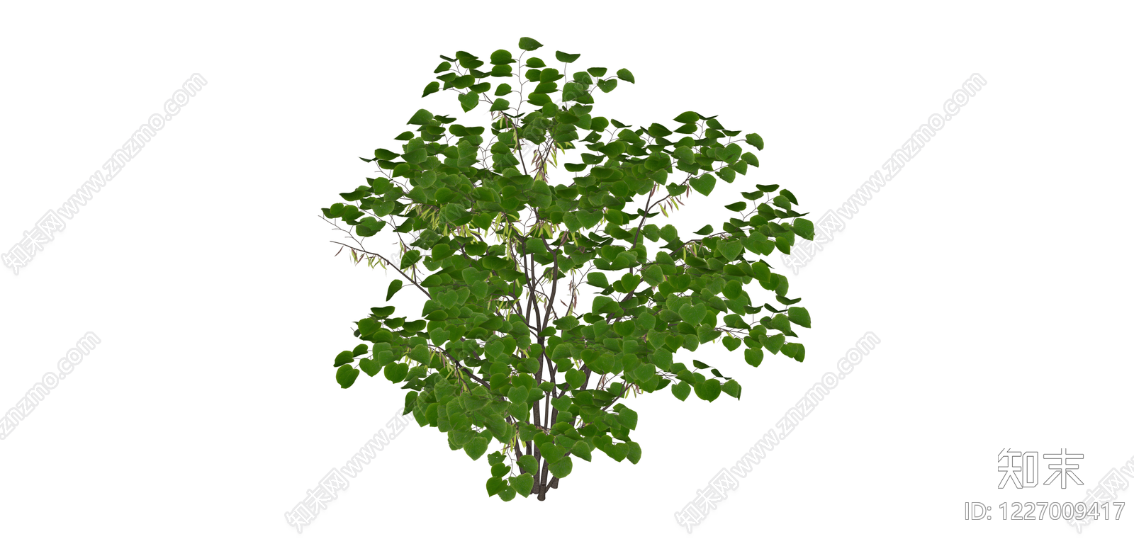 带花序的完整灌木模型SU模型下载【ID:1227009417】