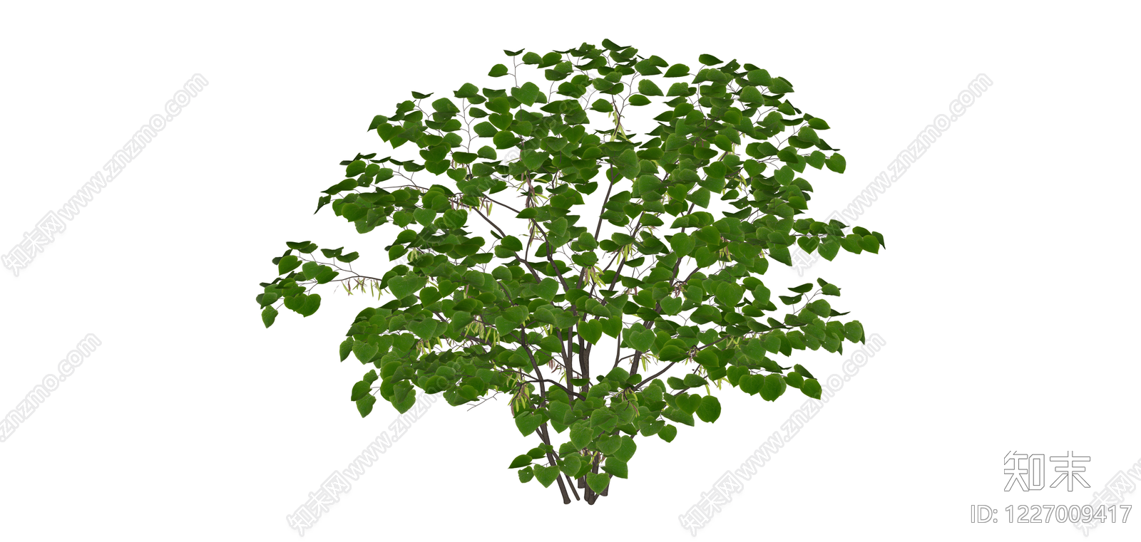 带花序的完整灌木模型SU模型下载【ID:1227009417】