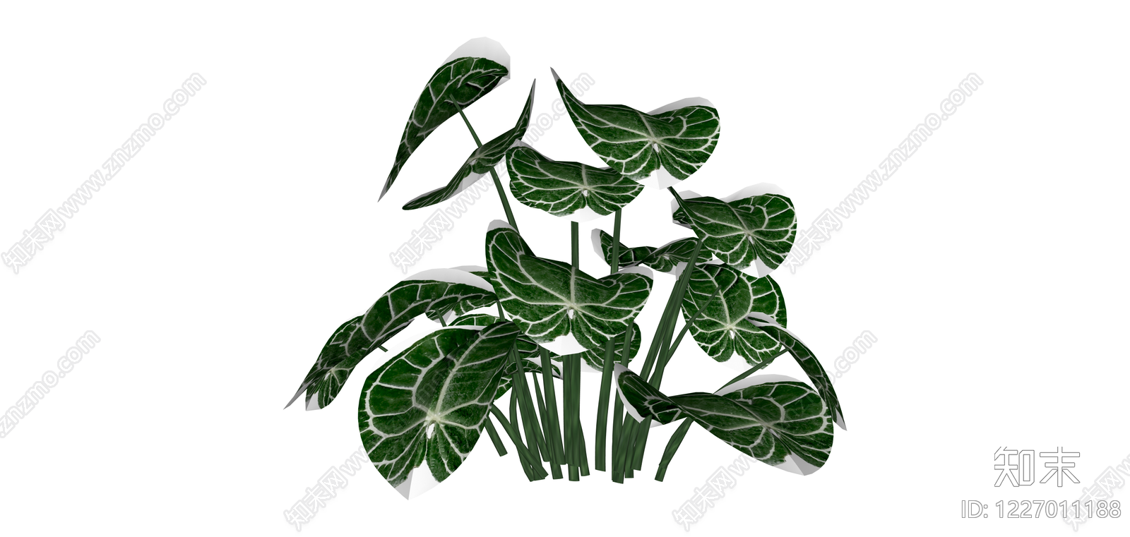 白锦海芋绿植盆栽SU模型下载【ID:1227011188】