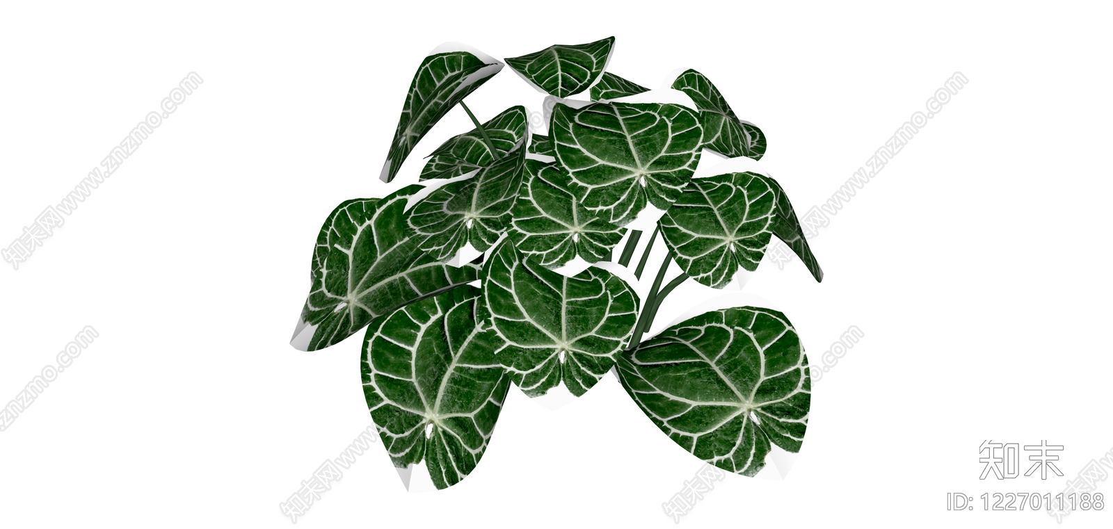白锦海芋绿植盆栽SU模型下载【ID:1227011188】