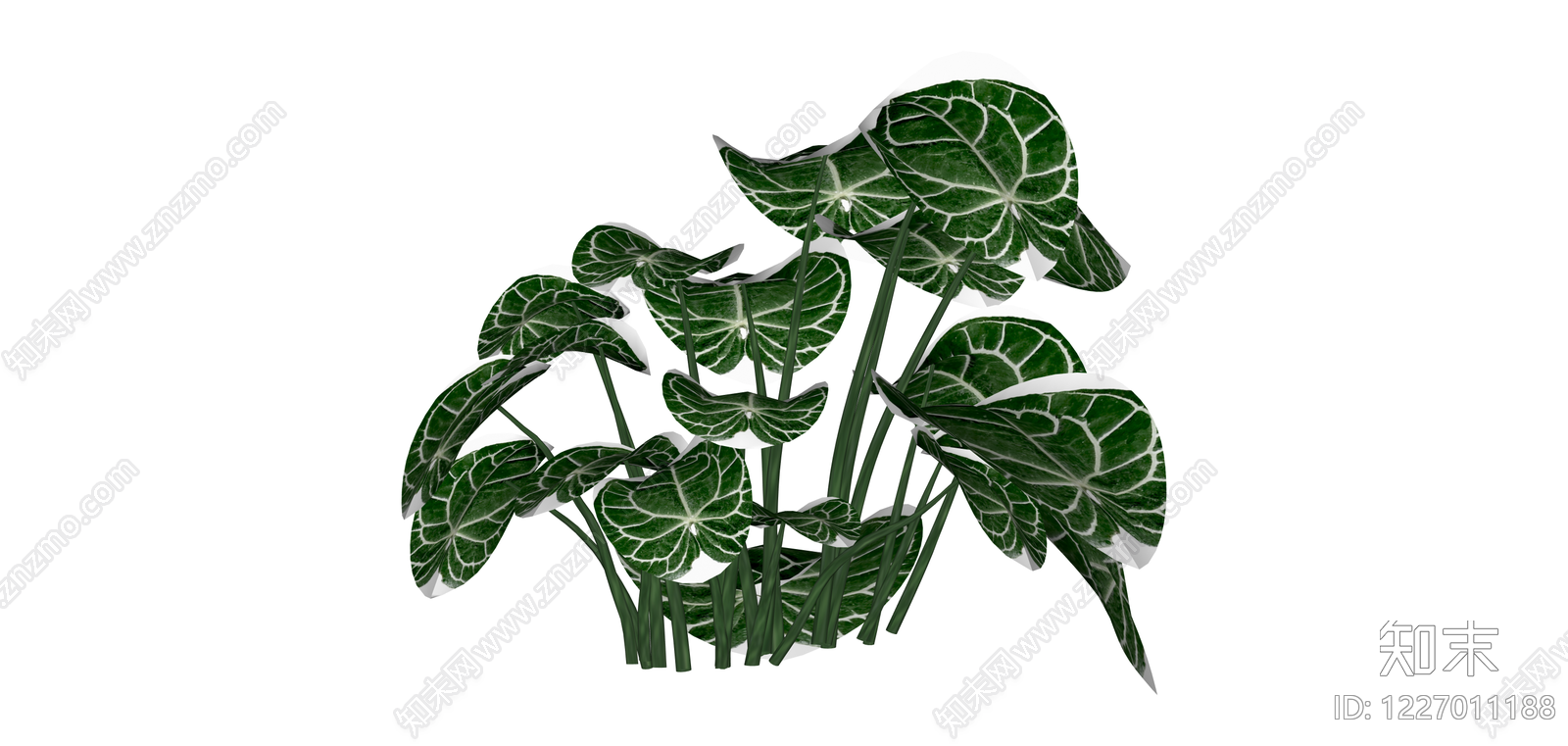 白锦海芋绿植盆栽SU模型下载【ID:1227011188】