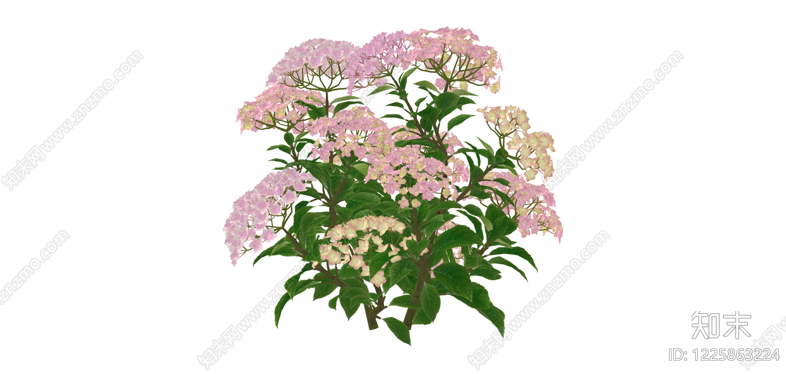 粉色绣球花灌木SU模型下载【ID:1225863224】