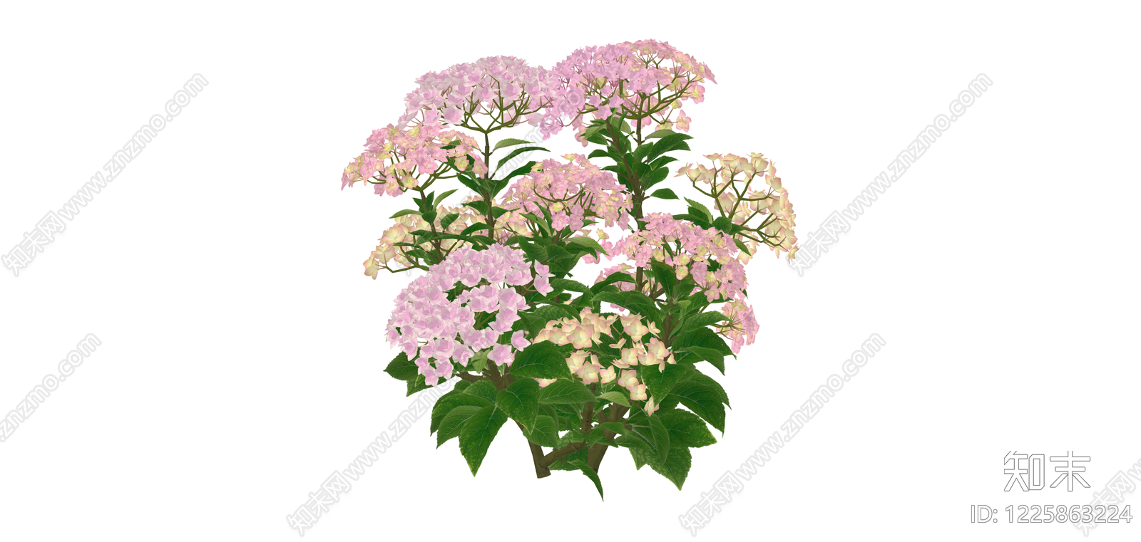粉色绣球花灌木SU模型下载【ID:1225863224】