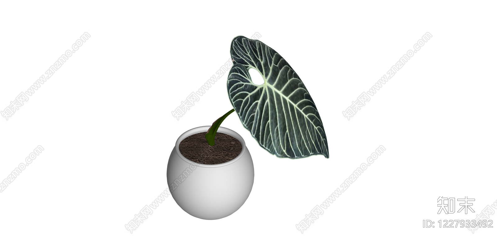 白锦海芋盆栽SU模型下载【ID:1227933492】