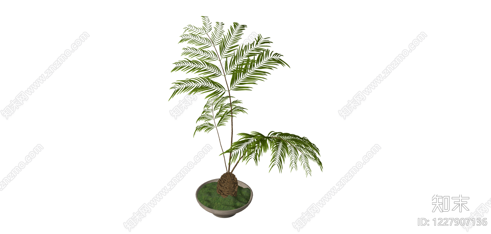 苏铁盆栽绿植SU模型下载【ID:1227907136】