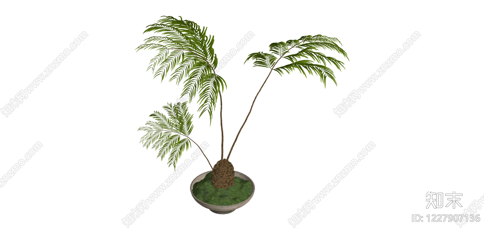 苏铁盆栽绿植SU模型下载【ID:1227907136】