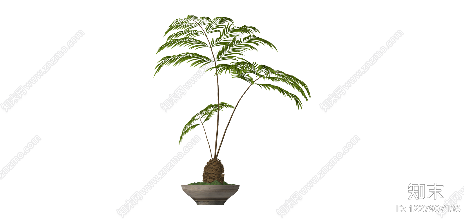 苏铁盆栽绿植SU模型下载【ID:1227907136】