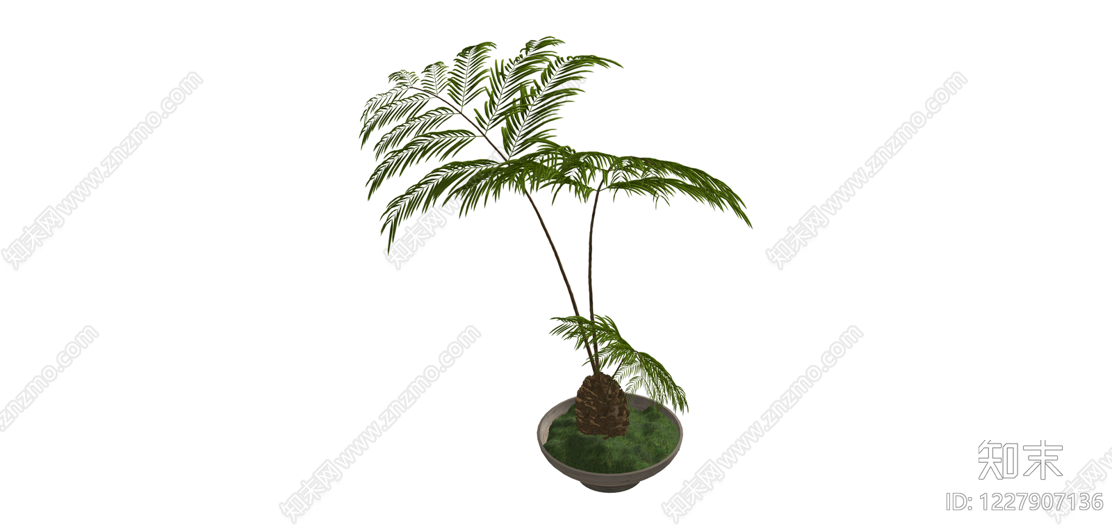 苏铁盆栽绿植SU模型下载【ID:1227907136】