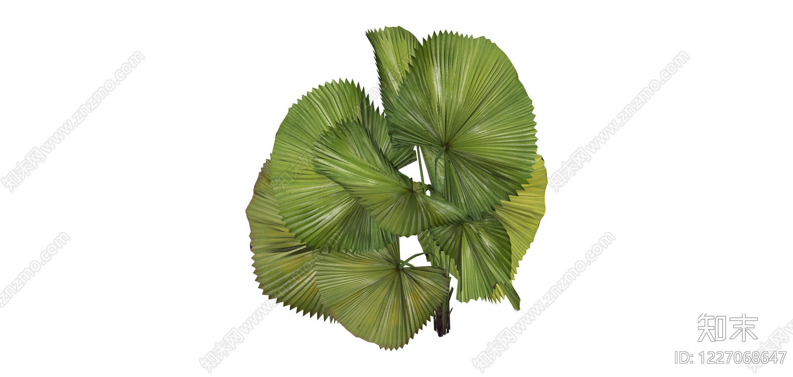 扇叶绿植组合SU模型下载【ID:1227068647】