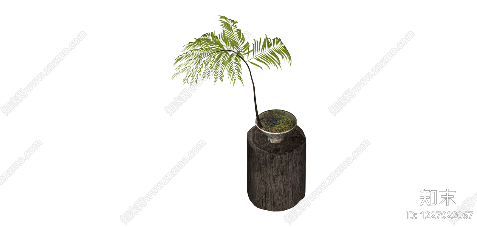 盆栽蕨类植物SU模型下载【ID:1227922067】