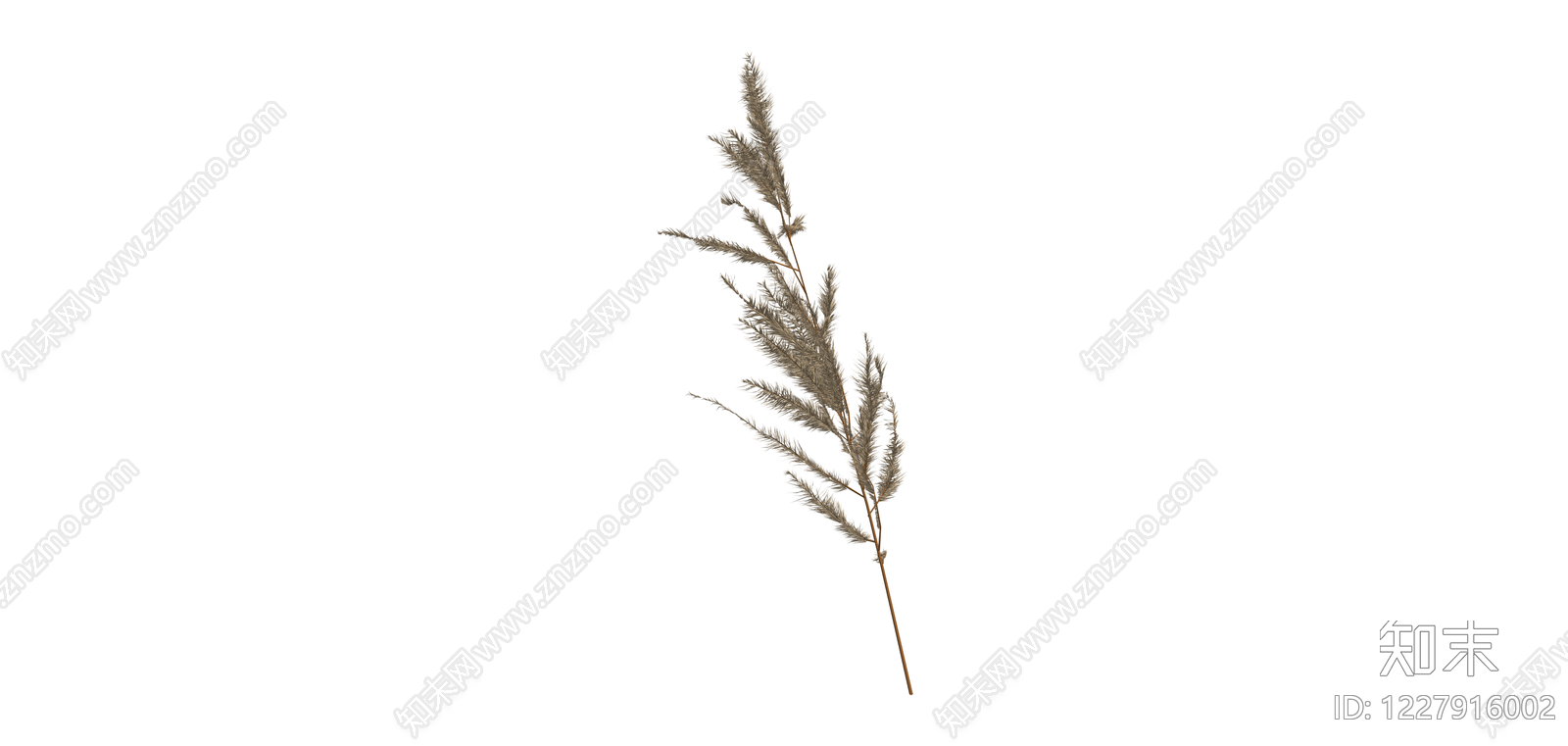单支干芦苇/观赏草SU模型下载【ID:1227916002】