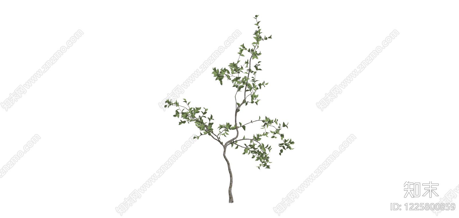 独立景观乔木SU模型下载【ID:1225800859】