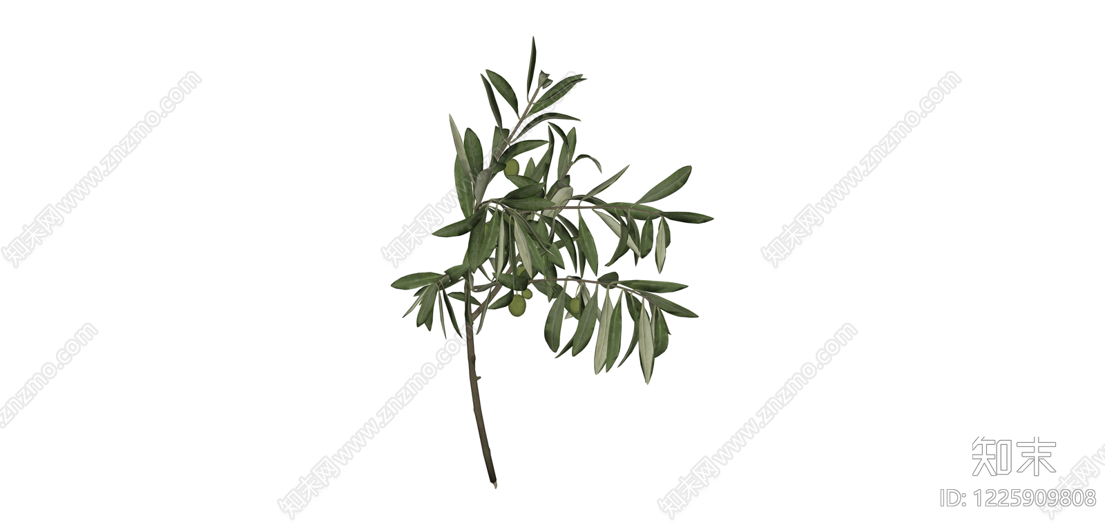 带果橄榄树枝模型SU模型下载【ID:1225909808】