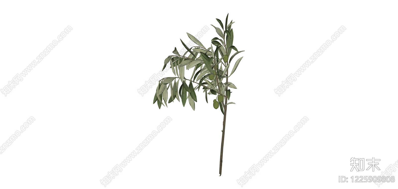 带果橄榄树枝模型SU模型下载【ID:1225909808】
