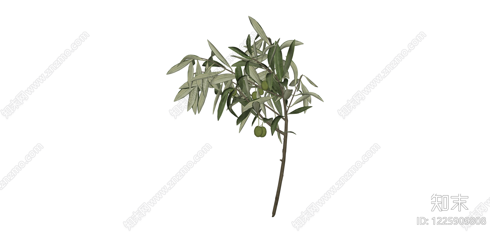 带果橄榄树枝模型SU模型下载【ID:1225909808】