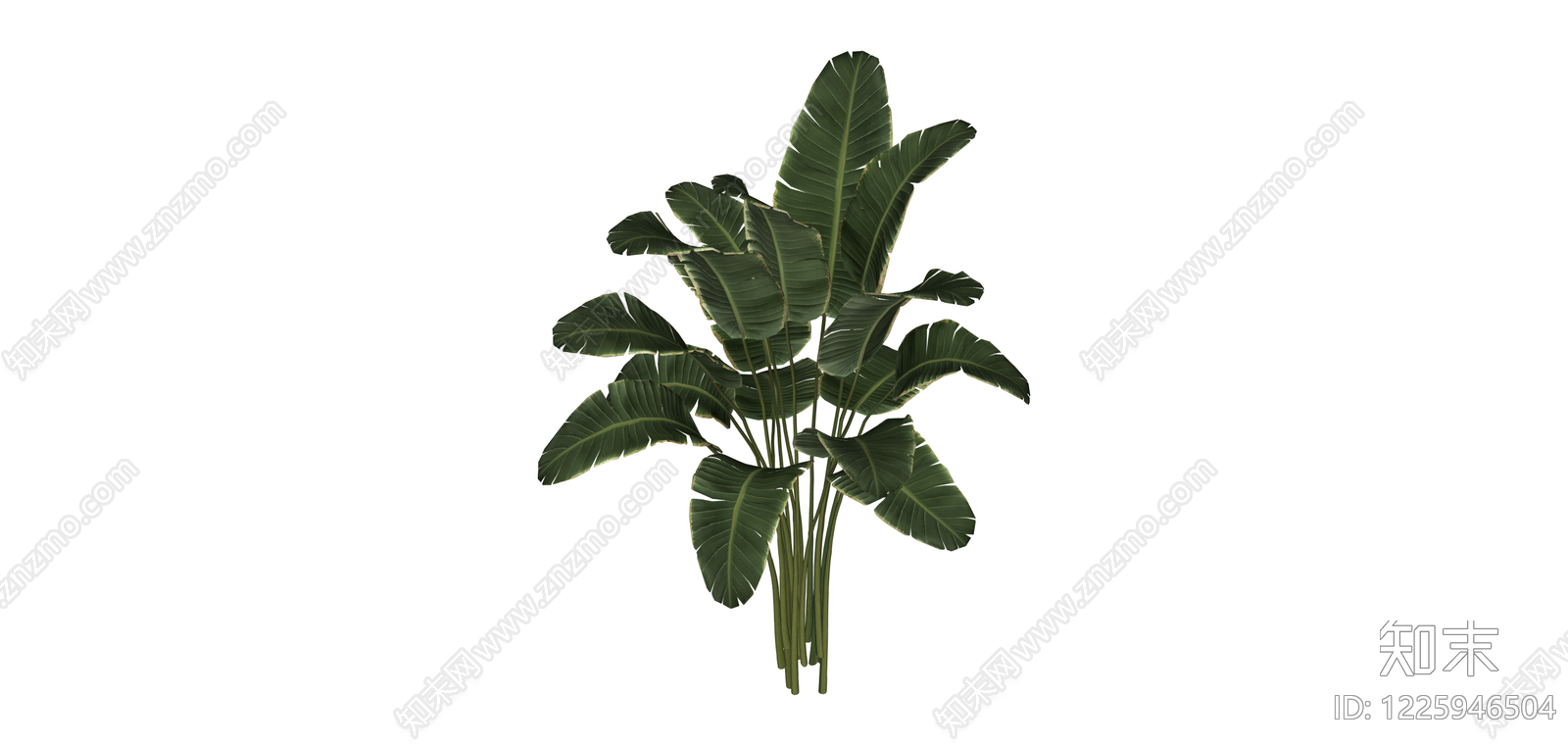 仿真旅人蕉绿植模型SU模型下载【ID:1225946504】