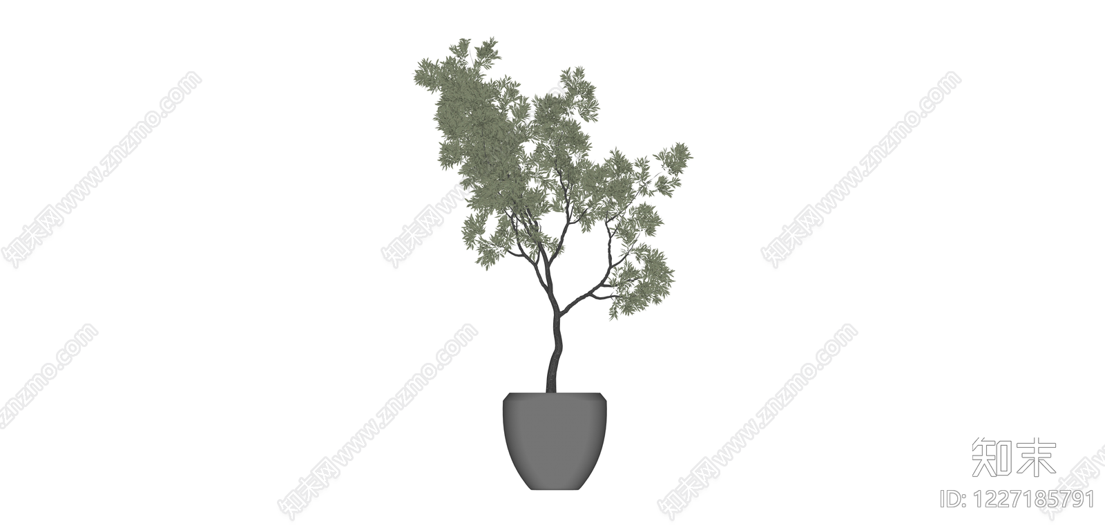 盆栽橄榄树模型SU模型下载【ID:1227185791】